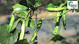 cultivating legumes on balconies article about bean cultivation on terrace cultivating bean on balconies