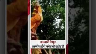 wearing nauvari saree old age women break dahi handi video viral