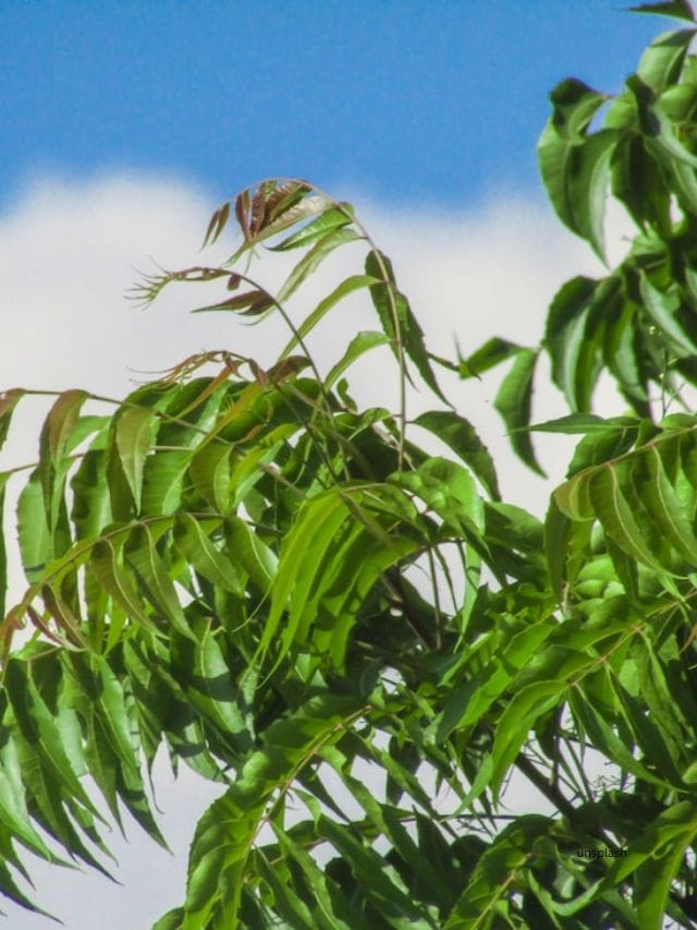 Neem (Unsplash)