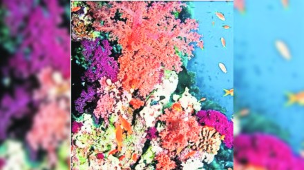 kutuhal under sea trees kutuhal under sea trees