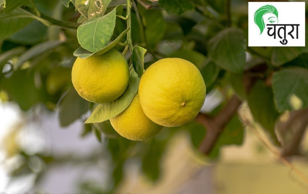 blood purifier lemon