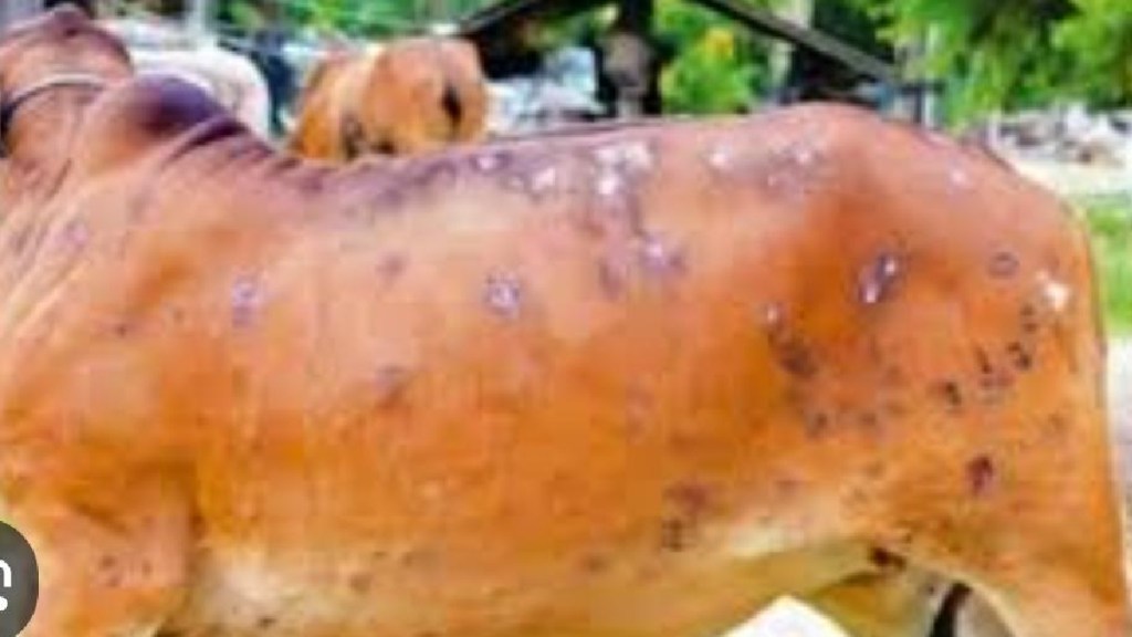 lumpy disease in buldhana, lumpy disease , Buldhana news, Buldhana