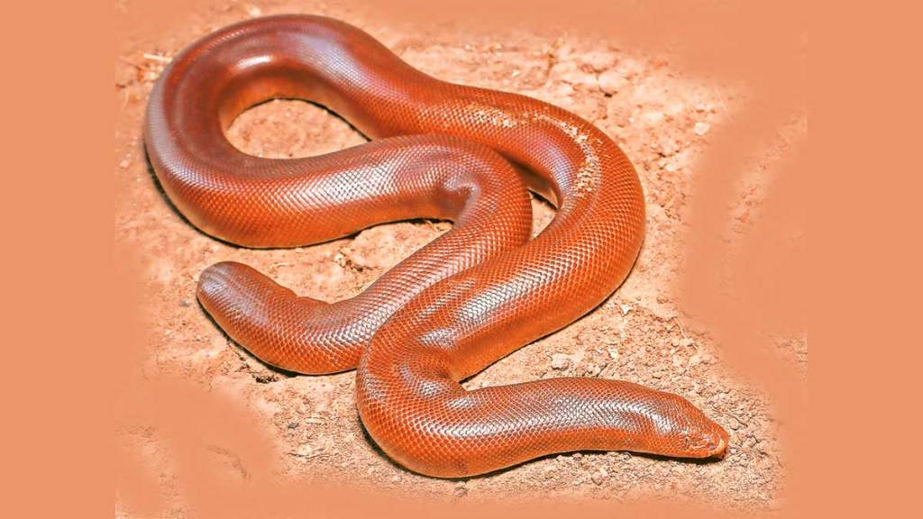 mandul snake species existence in danger