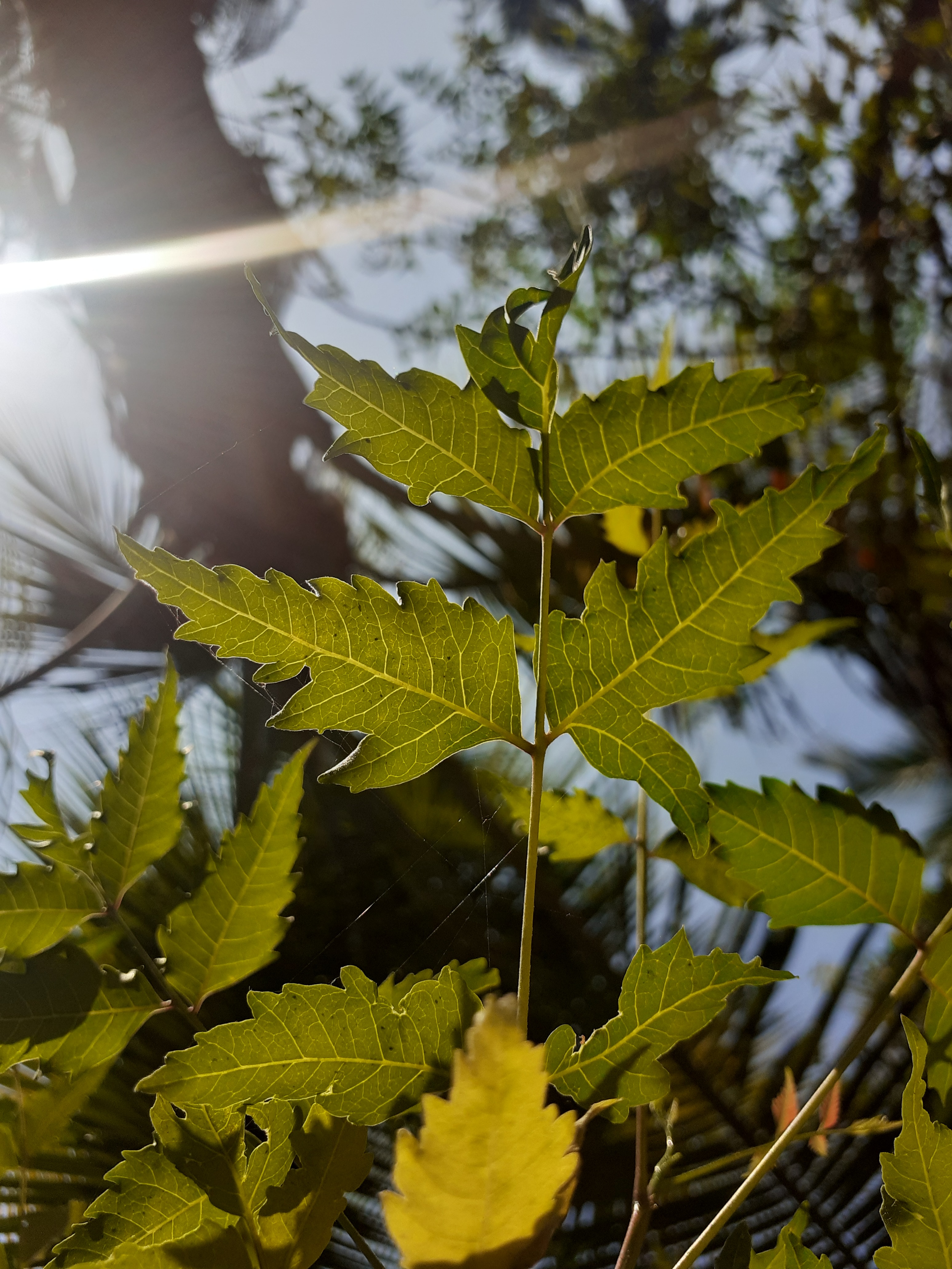 neem-leaves-health-benefits
