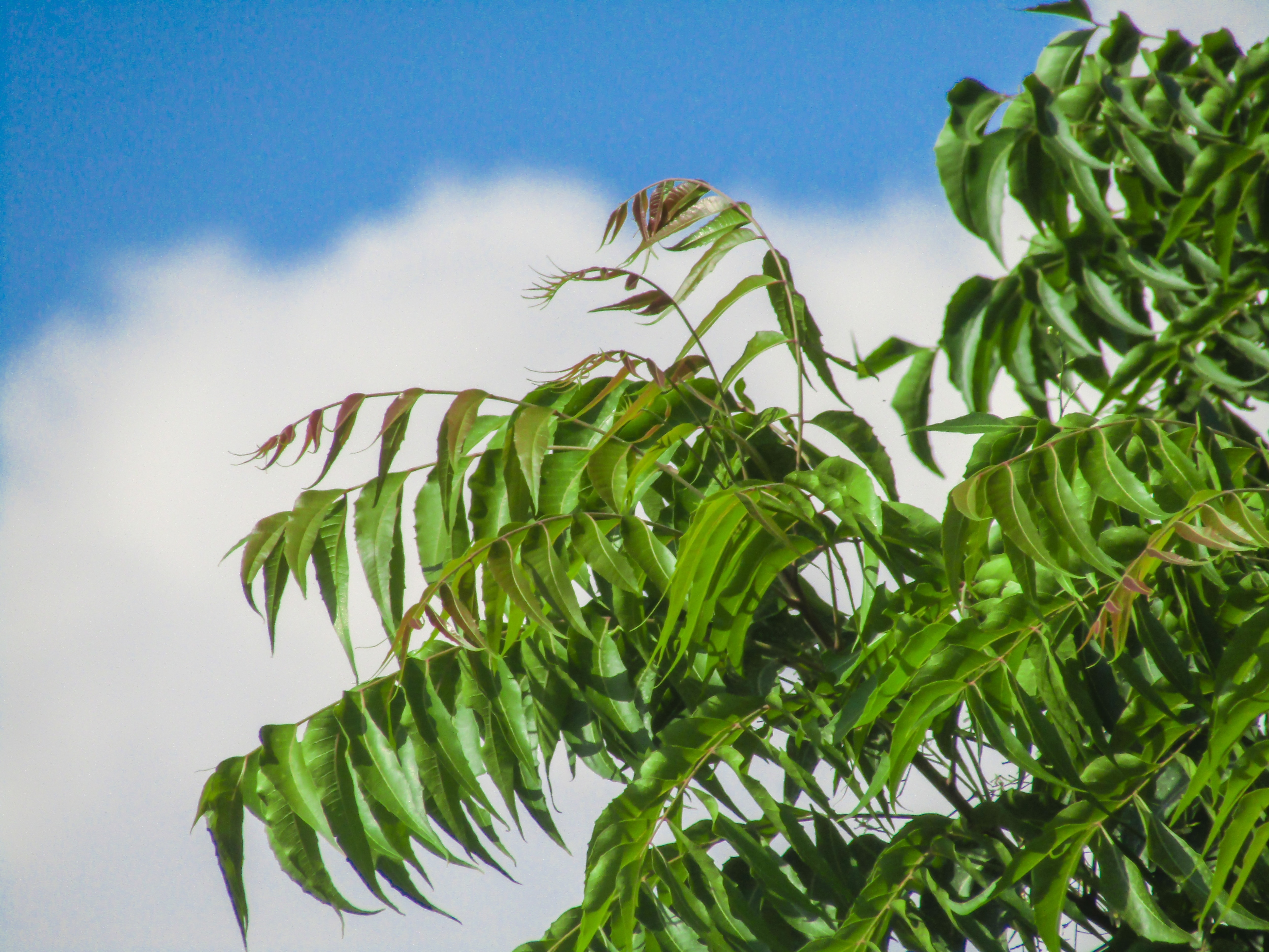 neem-leaves-health-benefits