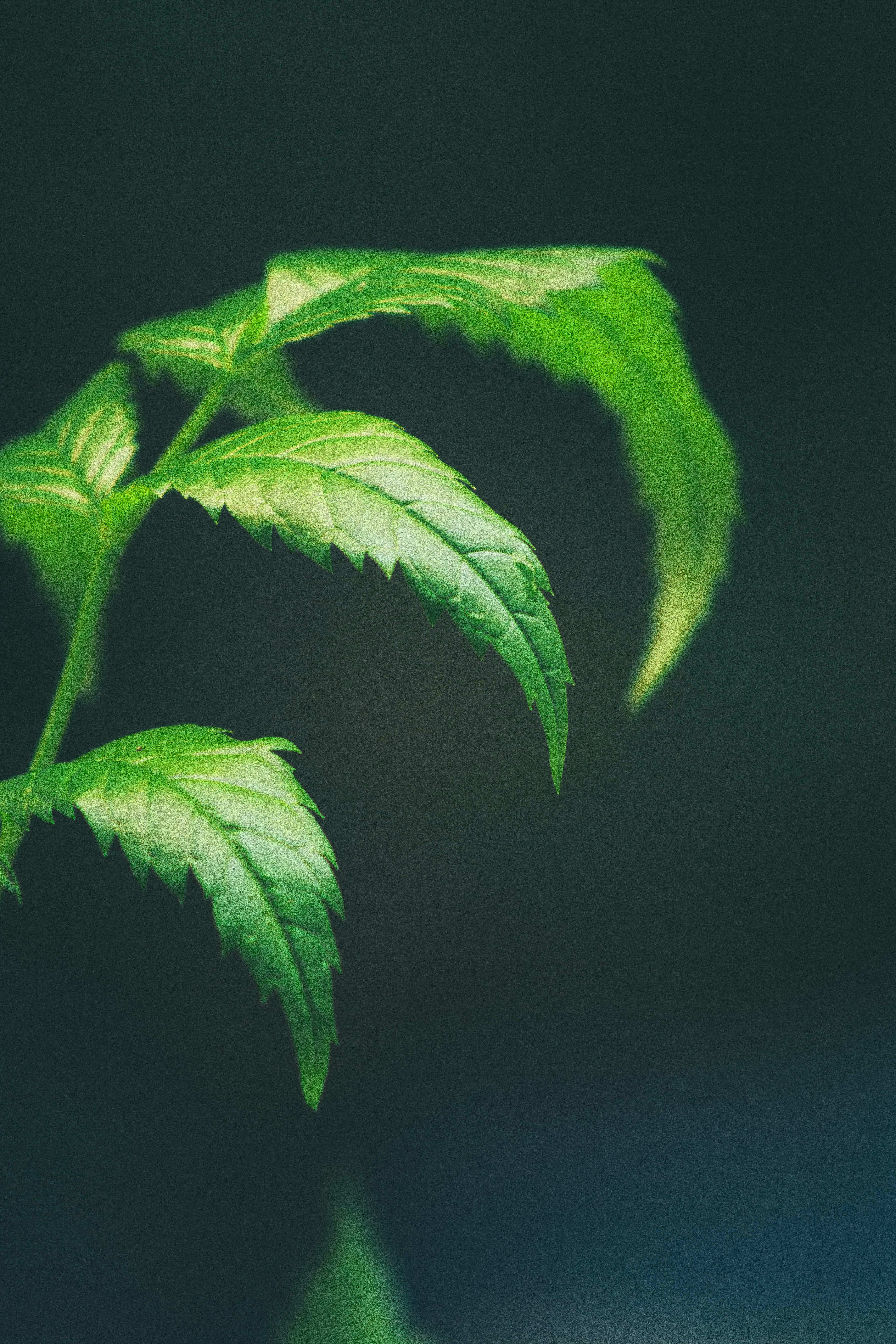 neem-leaves-health-benefits