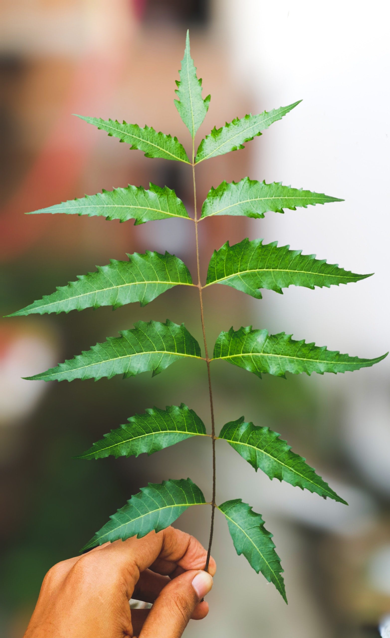 neem-leaves-health-benefits