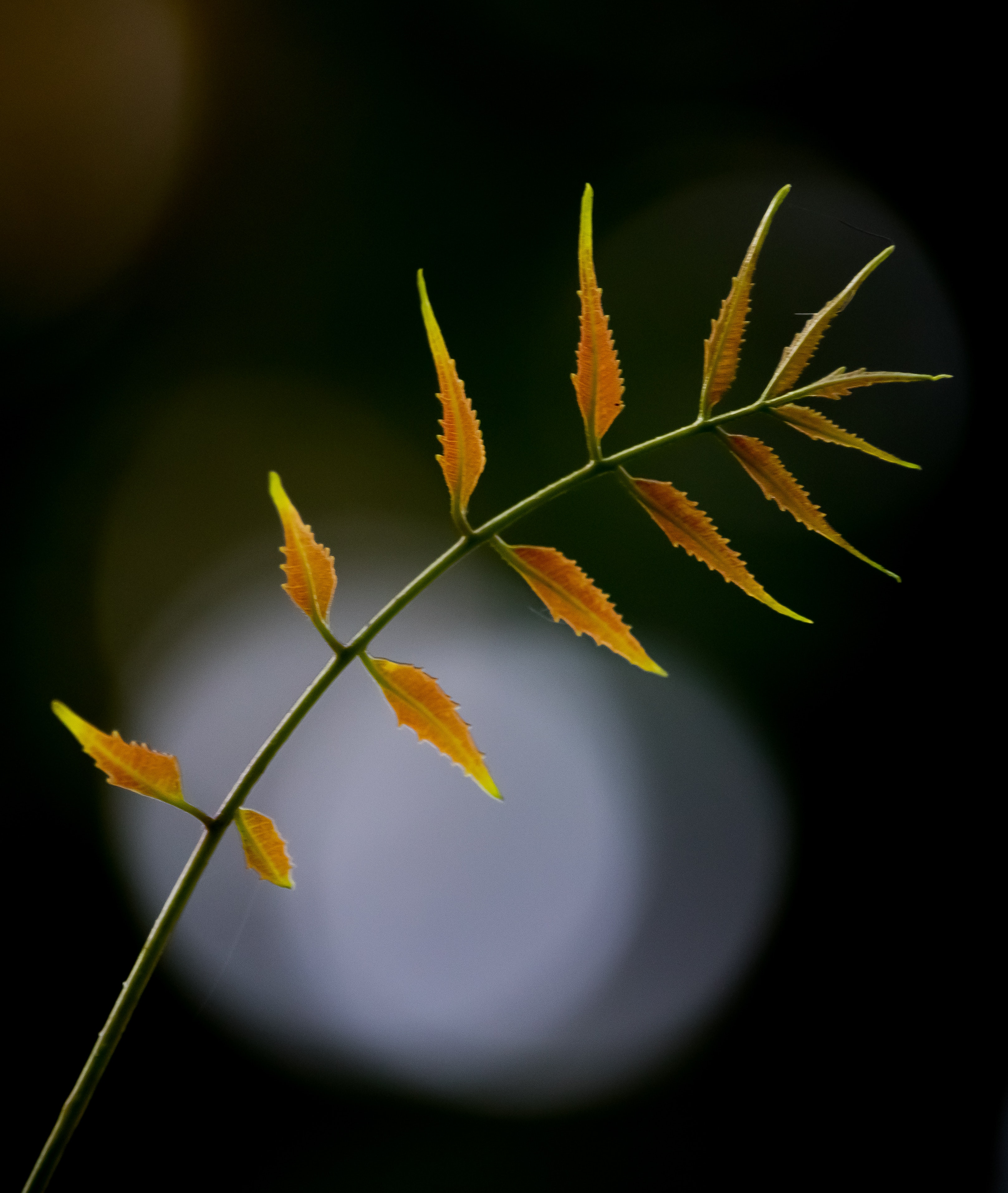 neem-leaves-health-benefits