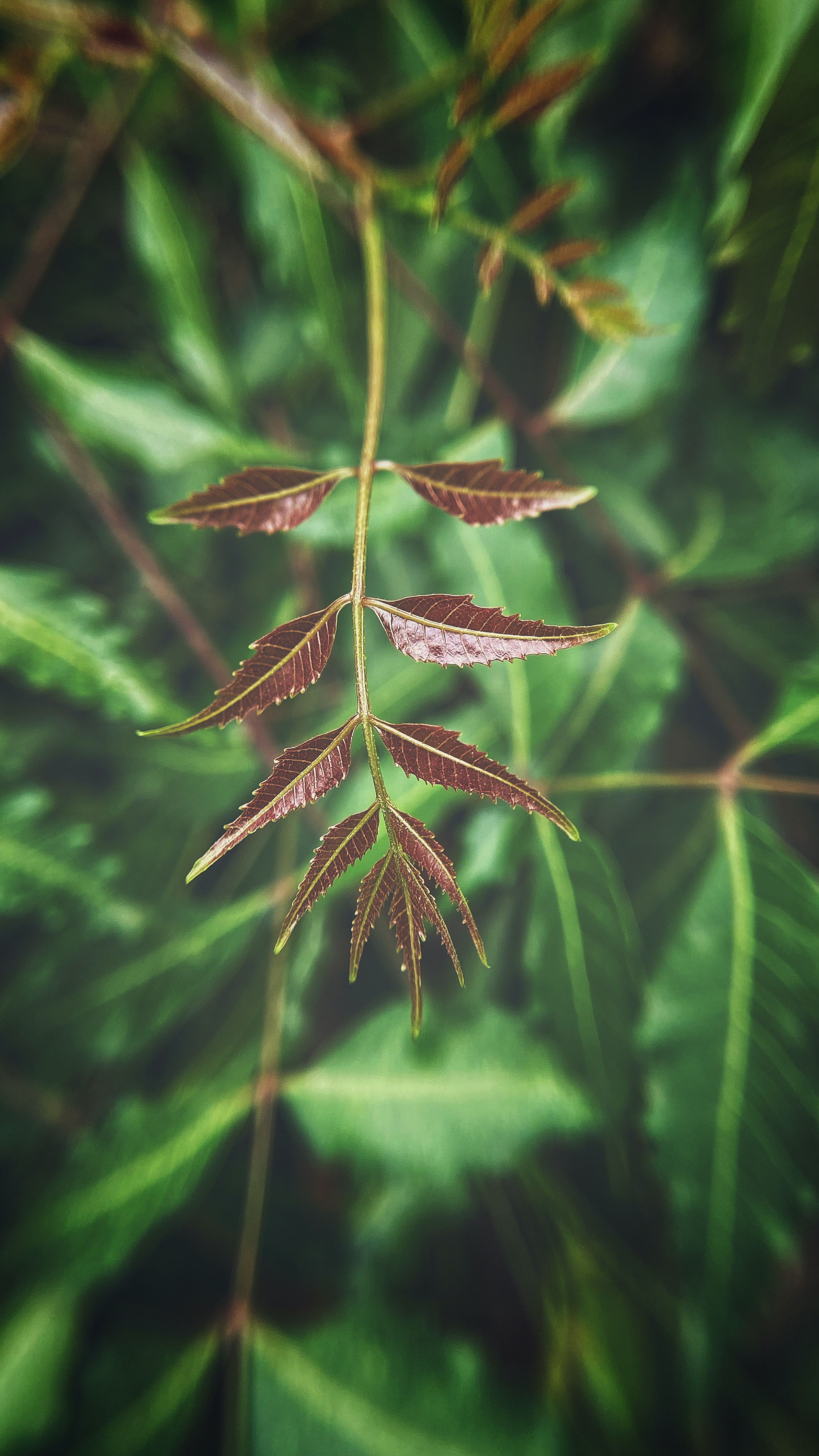 neem-leaves-health-benefits