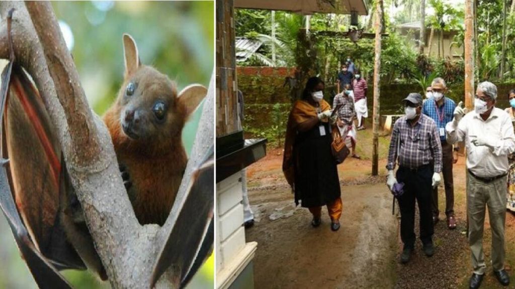 nipah virus