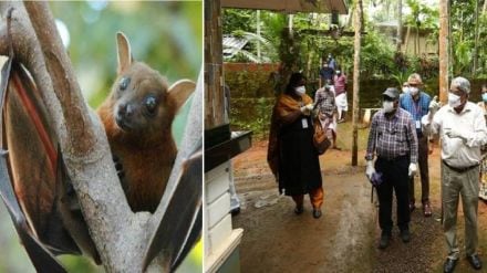 nipah virus