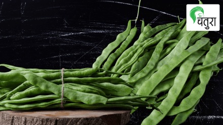 terrace garden cultivation field beans kitchen garden
