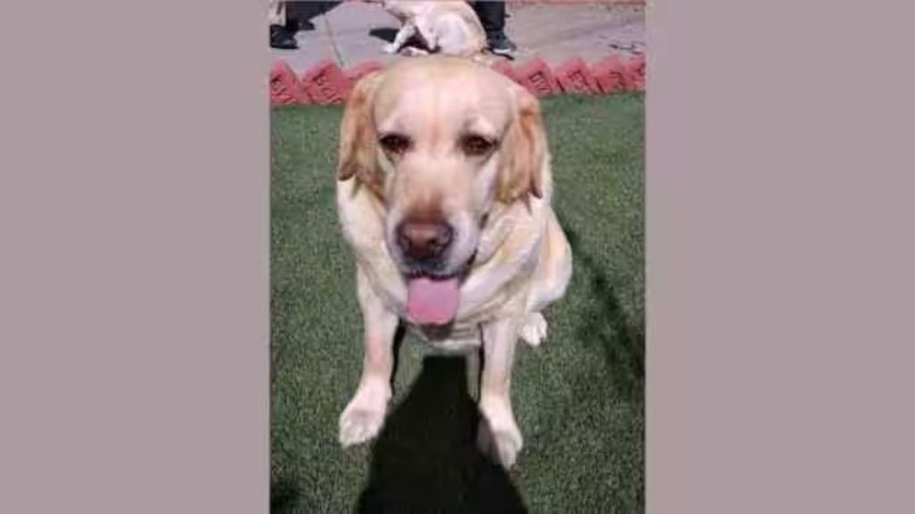 sniffer dog Radha