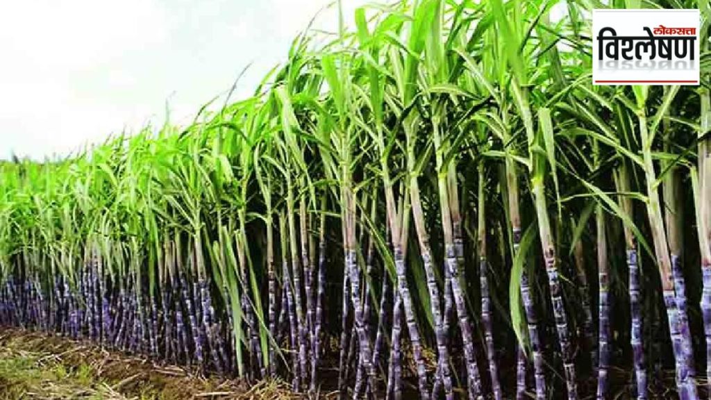 government had to reverse decision to ban sugarcane export government had to reverse decision to ban sugarcane export