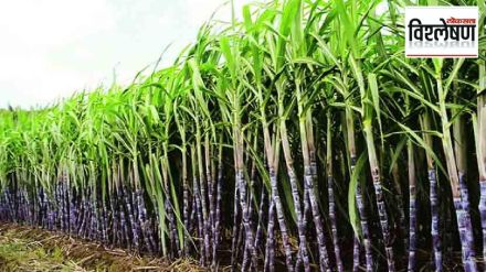 government had to reverse decision to ban sugarcane export government had to reverse decision to ban sugarcane export