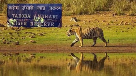 tadoba andhari tiger reserve