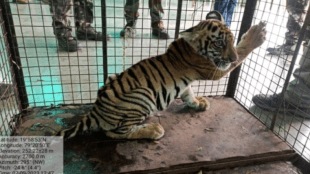 death third calf separated tigress chandrapur