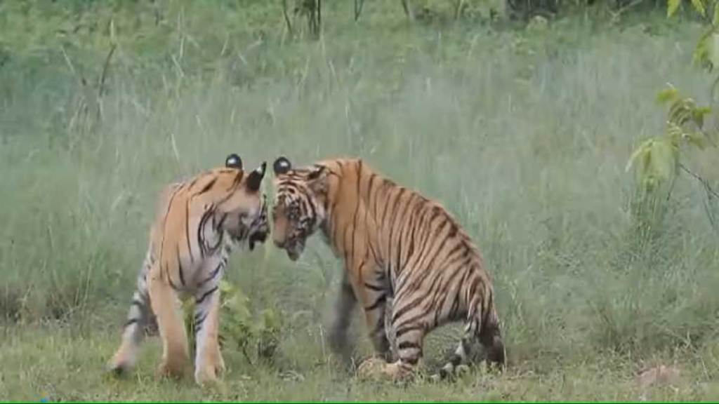 maharashtra records eight tiger cubs dead in 9 month