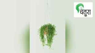 Terrace Garden, plants, trees, decorations, chandeliers