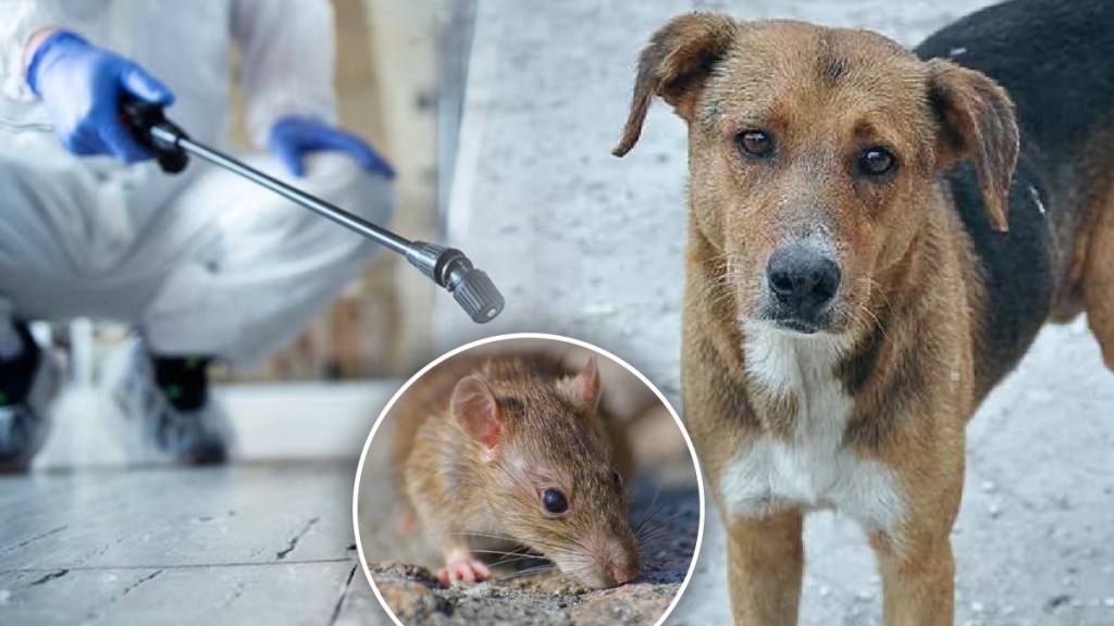 mumbai dog dies after eating rat poison