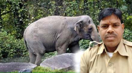 forest department driver killed in wild elephant attack in desaiganj taluka
