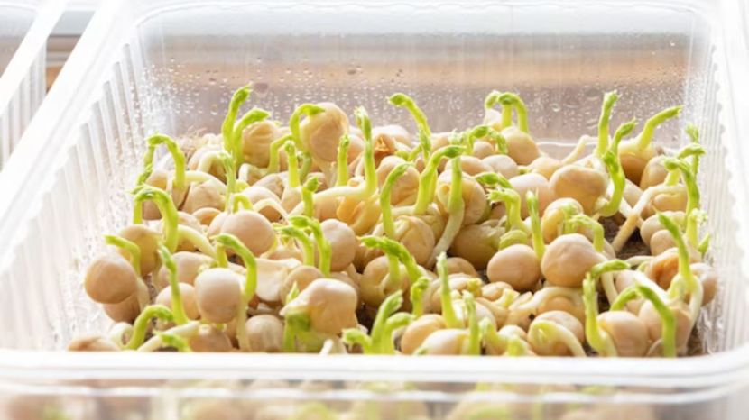 how sprouts help to lose weight
