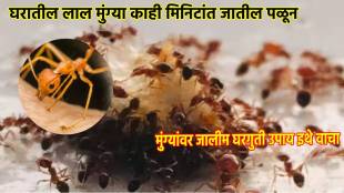 how to get rid of ants in the house quickly home remedies to get rid from ants Get Rid of Ants Fast Cheap and Easy tricks
