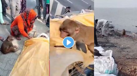 The monkey cried hugging the dead body of the person