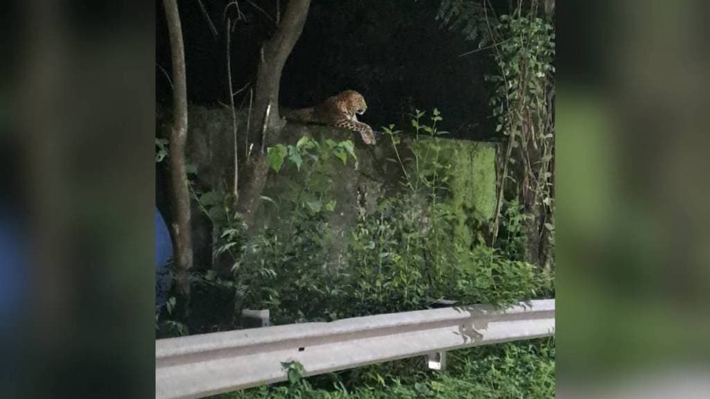 Leopard, Jambhul Water Purification Centre, Ambernath