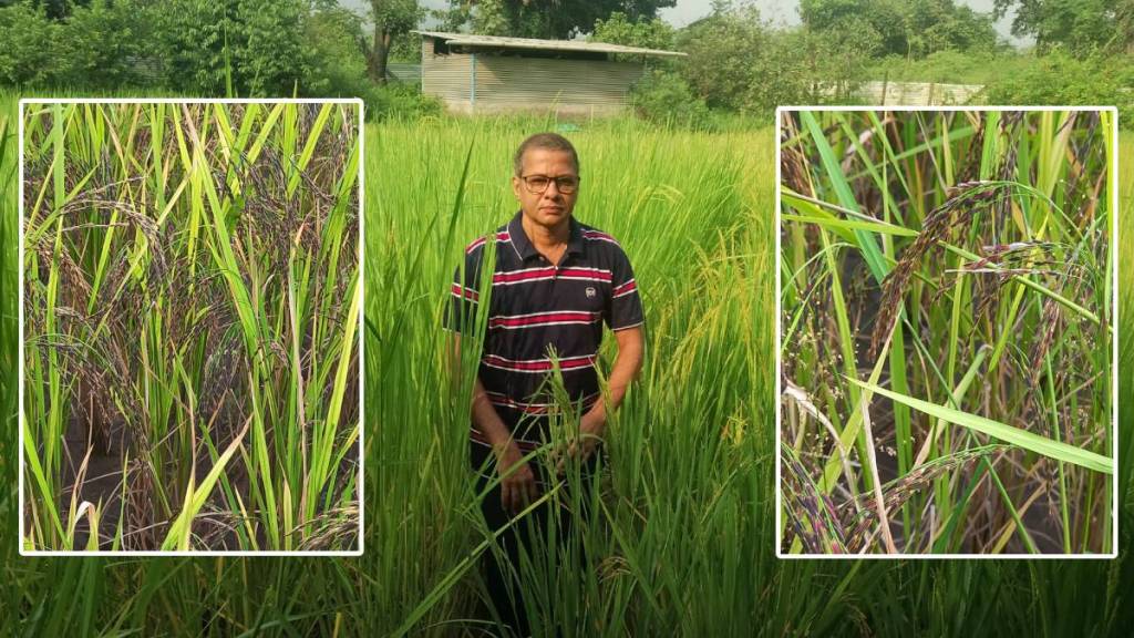 black rice Gulsunde farmers
