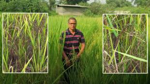 black rice Gulsunde farmers