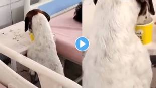 A dog entered the hospital and ate the patient's food