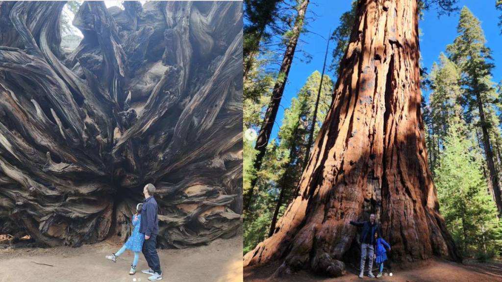 Mark Zuckerberg and Daughter Road Trip Photographs taken in front of a tree that is more than two thousand years old