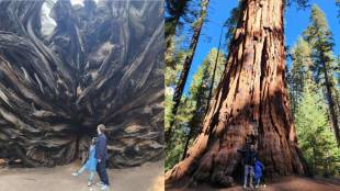 Mark Zuckerberg and Daughter Road Trip Photographs taken in front of a tree that is more than two thousand years old
