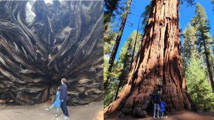Mark Zuckerberg and Daughter Road Trip Photographs taken in front of a tree that is more than two thousand years old