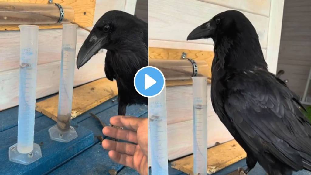 Crow Cleaverness कावळ्याची हुशारी पाहून आठवेल लहानपणीची गोष्ट! मजेशीर Video व्हायरल ...