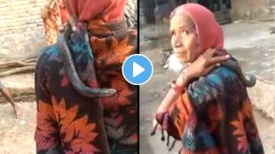 Rajasthan Kota Snake Found In House Woman Believed Reincarnation Son Died After Two Days