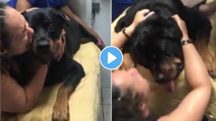 Dog Death in hospital woman cried like a human had died emotional video Dog Death in hospital woman cried like a human had died emotional video