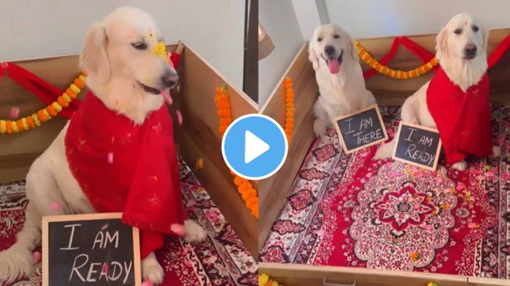 A family has organized a baby shower for a dog couple A family has organized a baby shower for a dog couple