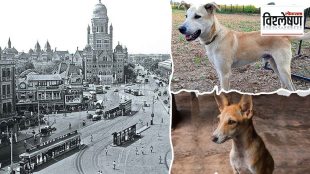 A riot broke out in the history of mumbai due to stray dogs
