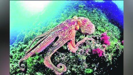 Octopus