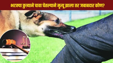 Stray Dogs Attack
