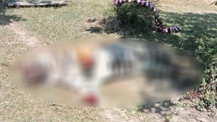 Tiger hunting by electric current in Gadchiroli Tiger hunting by electric current in Gadchiroli