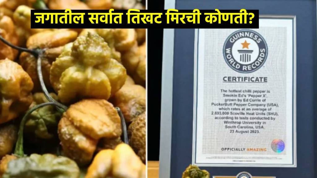 did you know pepper x is worlds hottest chilli pepper dethrones carolina reaper heres all you need to know