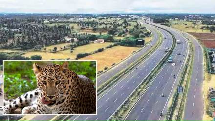 speeding vehicles killed leopard on samruddhi highway on the eve of wildlife week