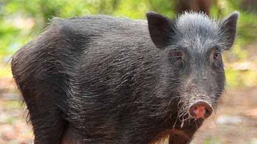 boar