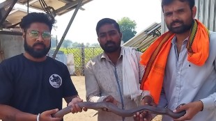 akola, sand boa snake, sand boa snake found in farm