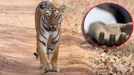 cowherd killed in tiger attack, chandrapur cowherd, tiger attack on cowherd cowherd killed in tiger attack, chandrapur cowherd, tiger attack on cowherd