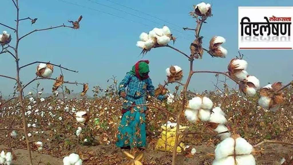 Loksatta Explained, cotton prices, will cotton prices increase this year , cotton prices,