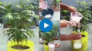 curry leaf plant